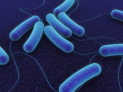 E-Coli