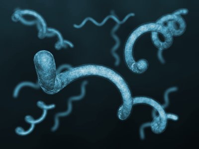 Spirillum